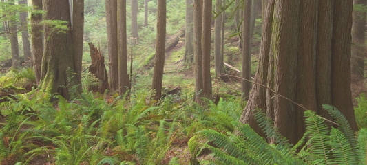 Scholarship and Grant Resources for Environmental Education