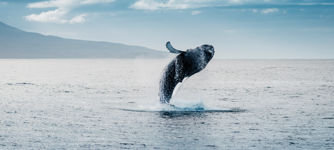 Unveiling the Technological Marvels of Environmental Conservation