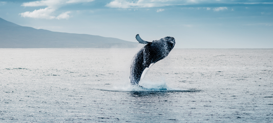 Unveiling the Technological Marvels of Environmental Conservation